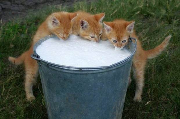 Можно ли кошкам молоко? почему нельзя давать кошкам и котам молоко после стерилизации и кастрирования? можно ли сухое молоко котятам и взрослым? почему кошки любят молоко?