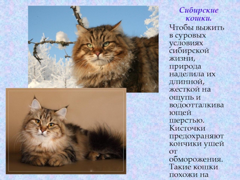 Сибирская кошка: 110 фото особенностей породы и ее стандарты