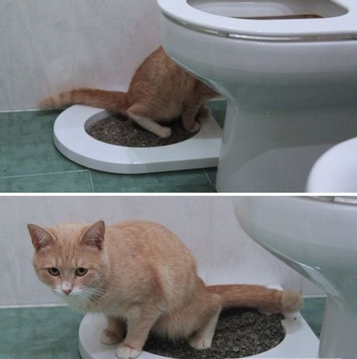 Когда котята начинают есть сами и ходить в туалет по-большому и по-маленькому самостоятельно?