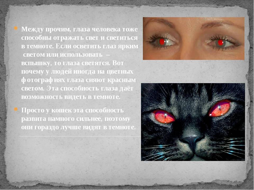 Очи черные: 7 причин, почему у кошки сильно расширяются зрачки