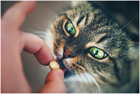Витамины для кошки. какие витамины нужно давать кошкам