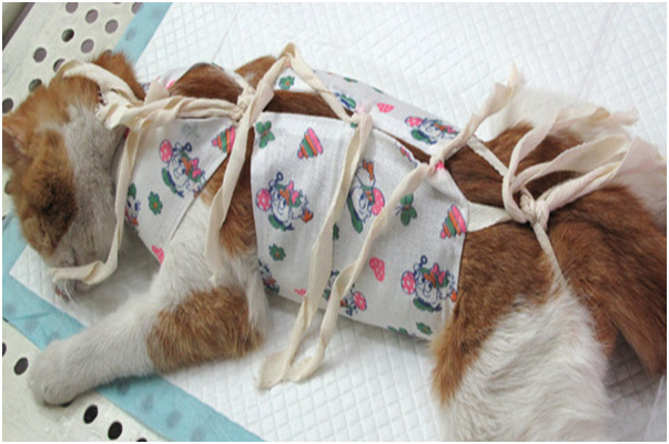 Как одеть кошке попону после стерилизации инструкция с фото пошагово в домашних условиях