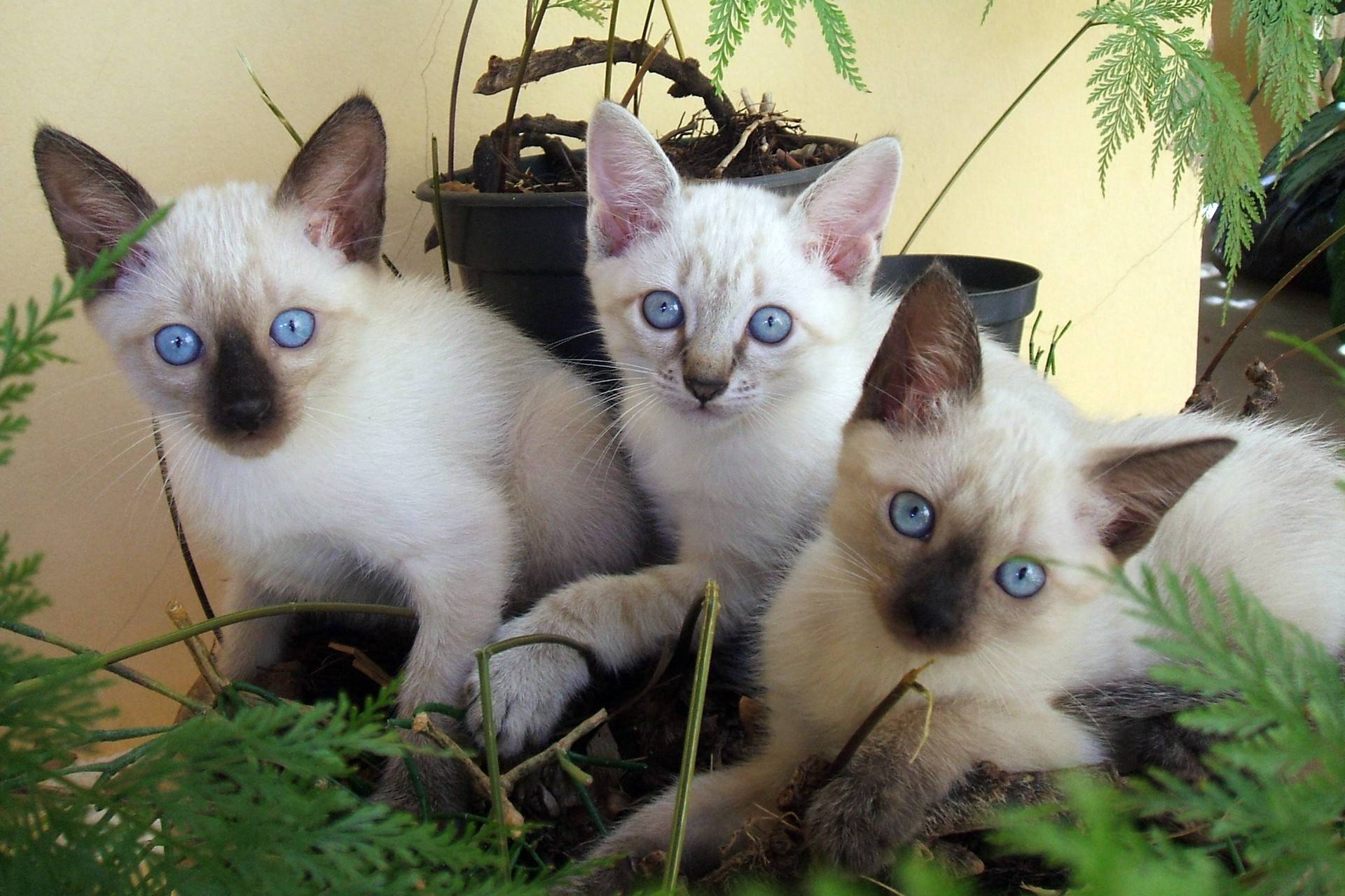 Сиамская кошка: фото, описание, характер, содержание, отзывы