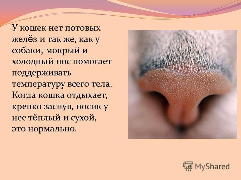 У котенка сухой нос: причины, горячий или очень холодный нос, что делать