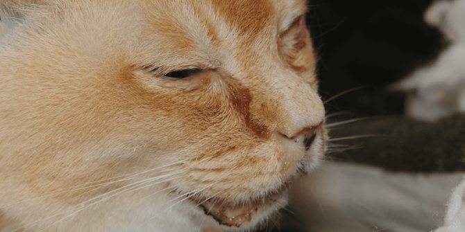 Простуда у кота лечение в домашних условиях. 5 причин заболевания