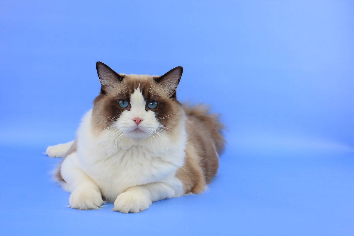 Рэгдолл: особенности содержания фото и описание уникальной породы кошек