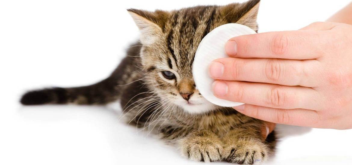 У котенка слезятся глаза: причины, что делать, чем лечить в домашних условиях?