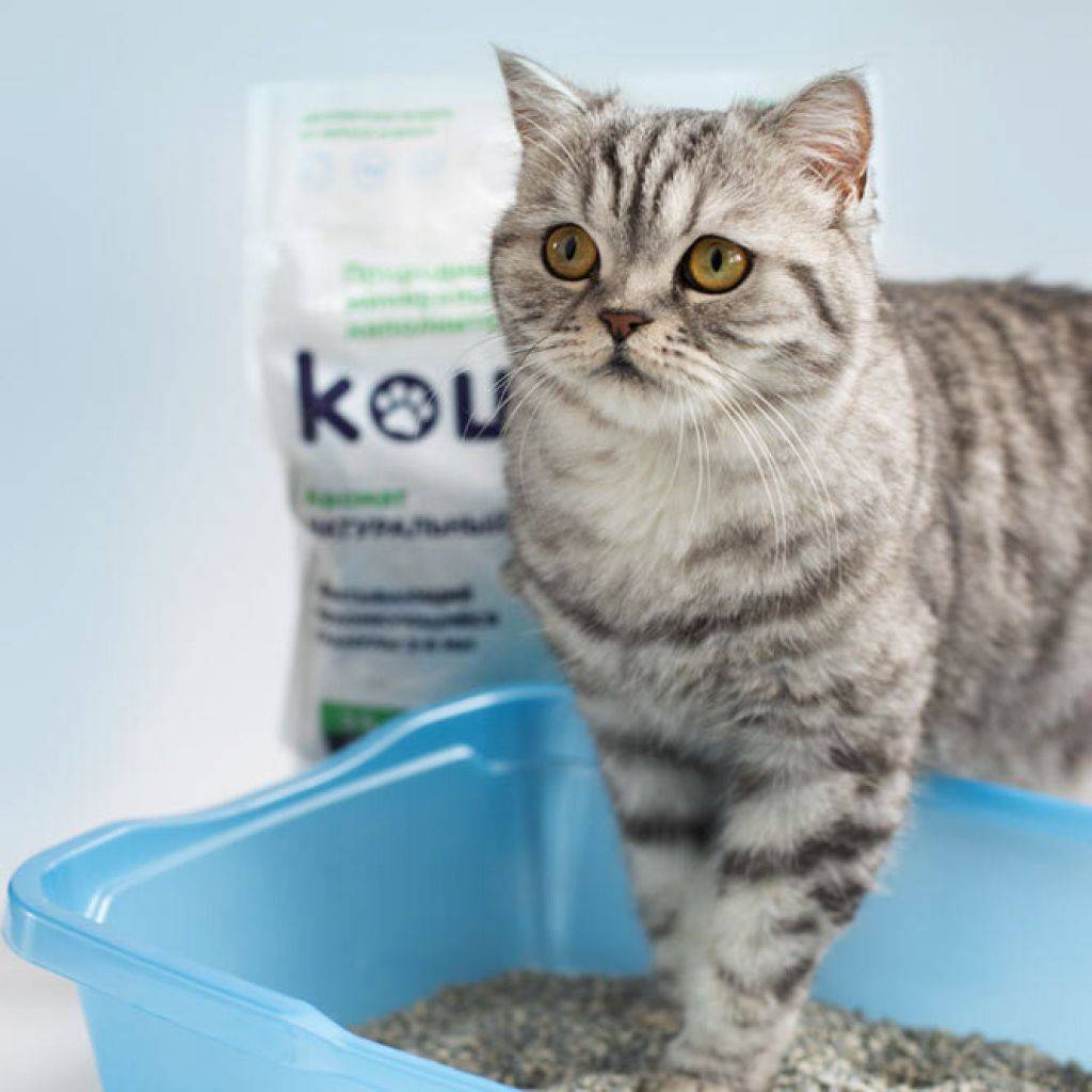 Как приучить месячного котенка к лотку: способы и рекомендации. какой лоток лучше для котенка