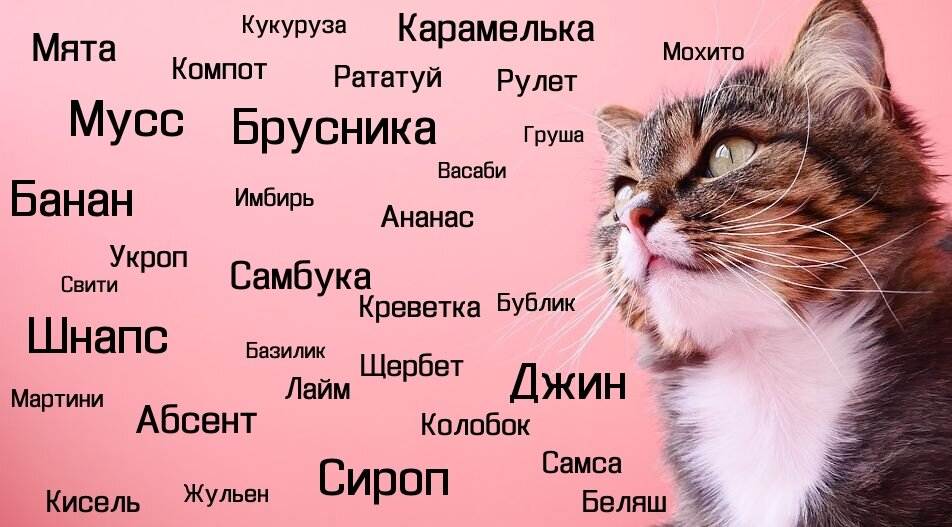 Прикольные клички для котов-мальчиков: список самых оригинальных - animallist.ru