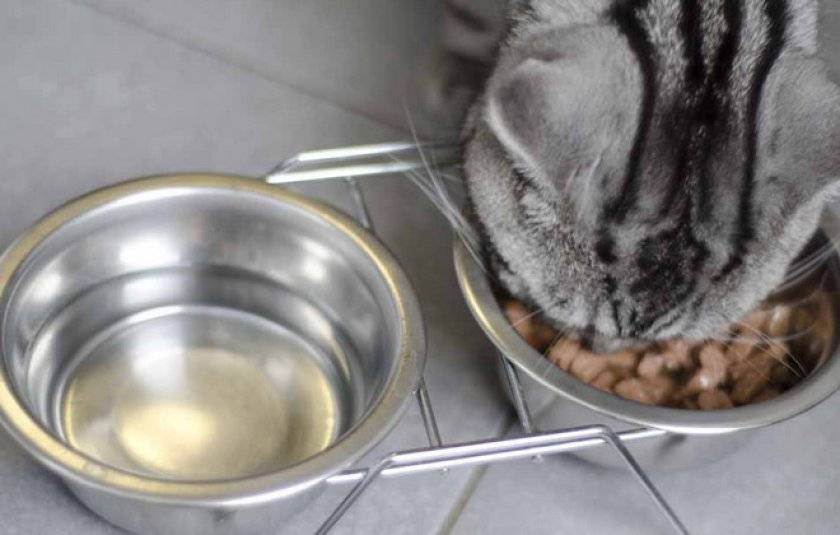 Посуда для кошек: общий взгляд