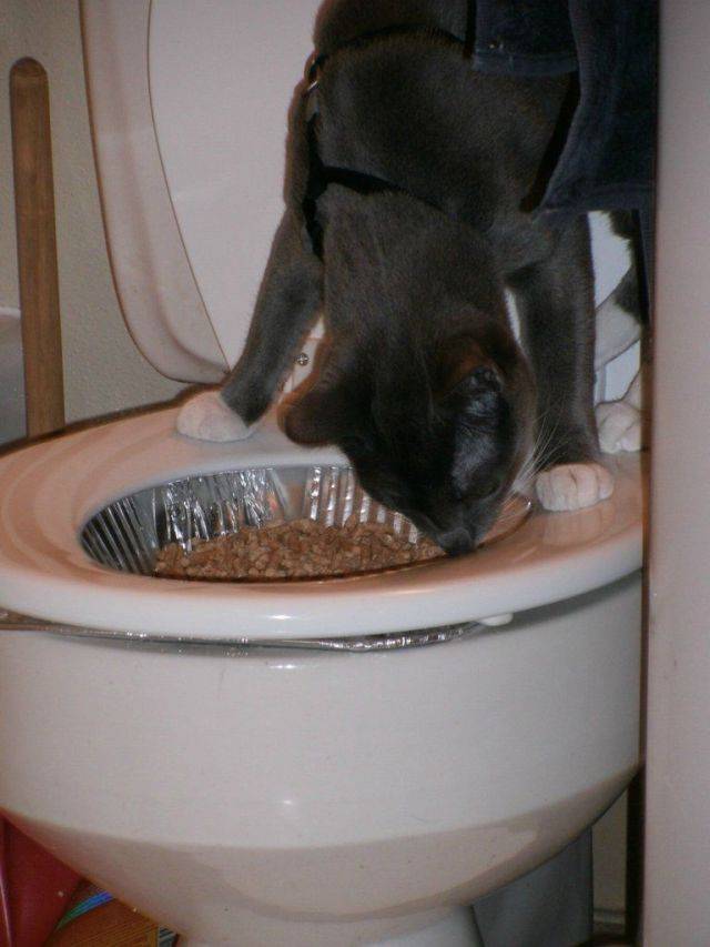 Кот или кошка не может сходить в туалет: что делать?