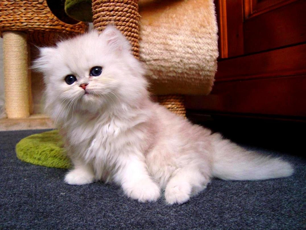 Сколько лет живут коты персидской породы