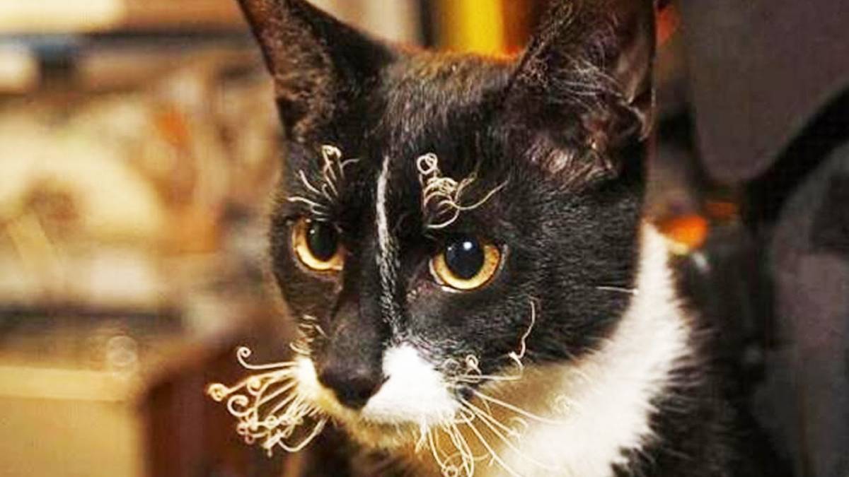 Что такое вибриссы и зачем они кошке? усы кошки - осязание вибриссы у кота - новая медицина