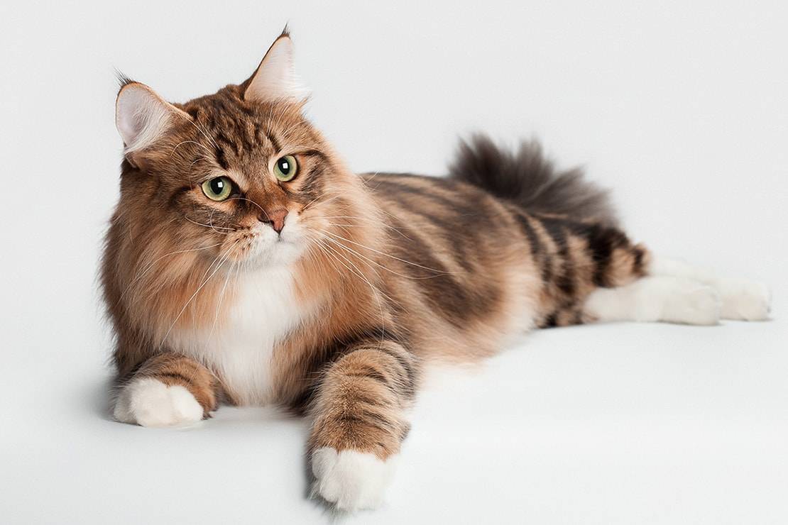 Как выглядит сибирский кот фото в 6 месяцев