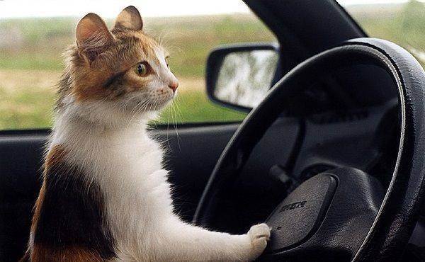 Как подготовить кошку к поездке на автомобиле: основные правила
