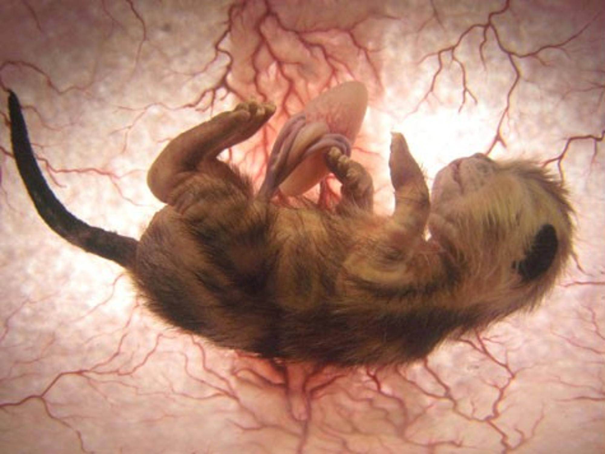 Беременность у кошки – признаки, длительность, принятие родов