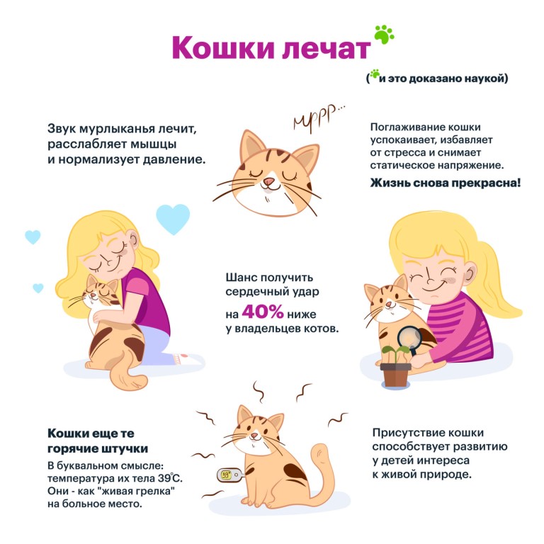 Как успокоить нервную кошку? - статьи