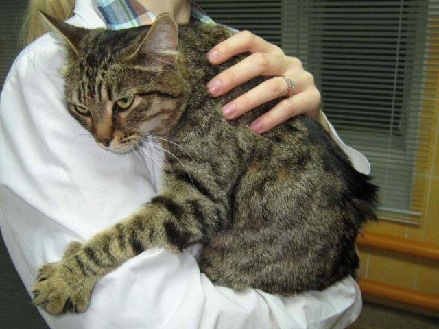 Лечение у кошек панкреатита в домашних условиях: симптомы