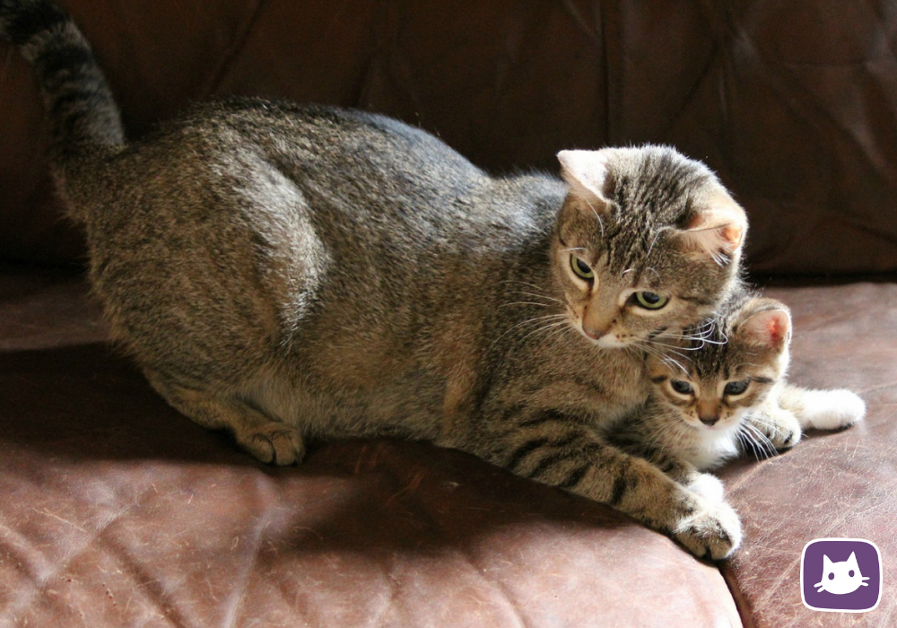 Причины уничтожения потомства мамой-кошкой