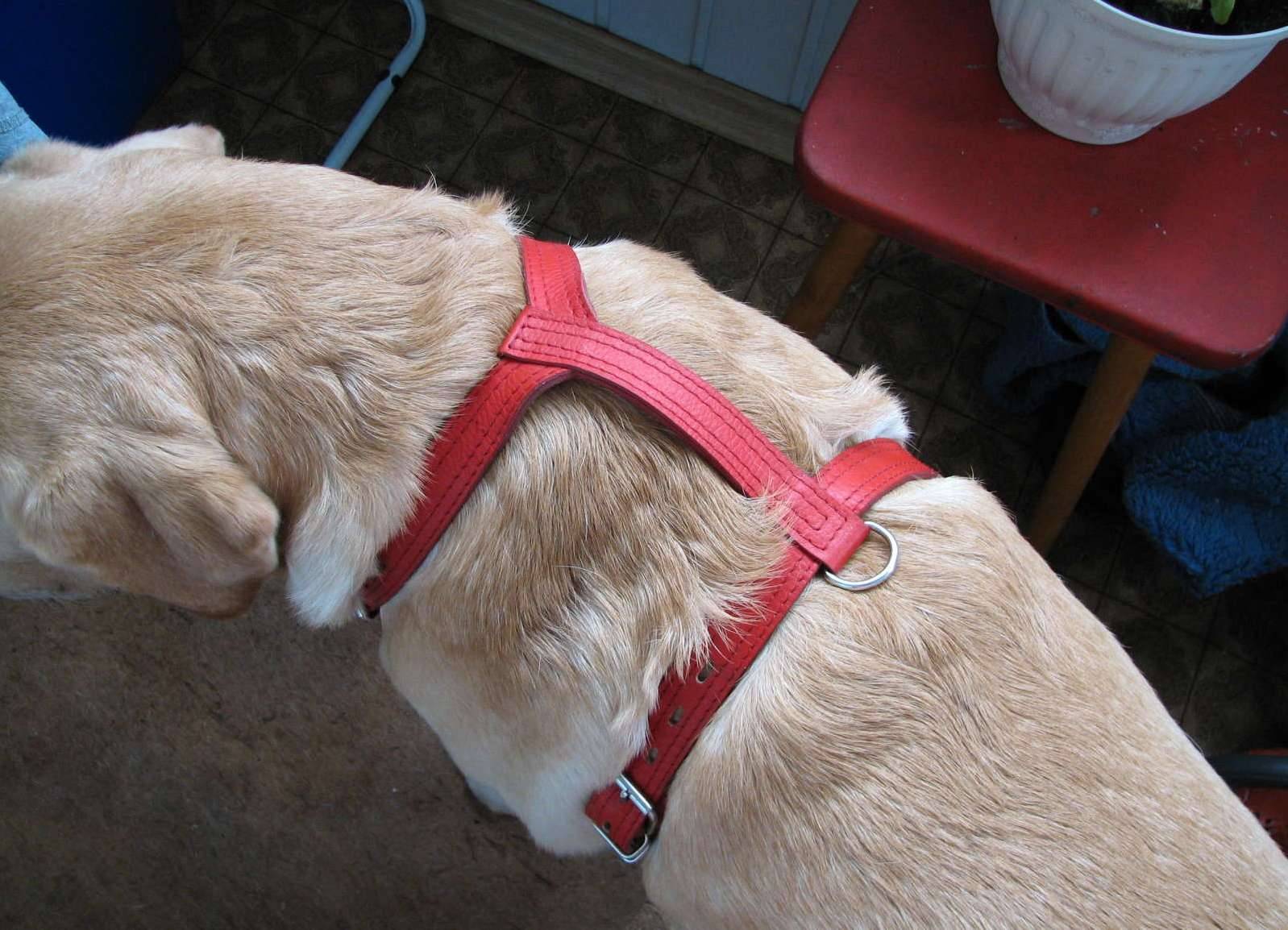 Как одеть шлейку на собаку: правильно, видео, самостоятельно