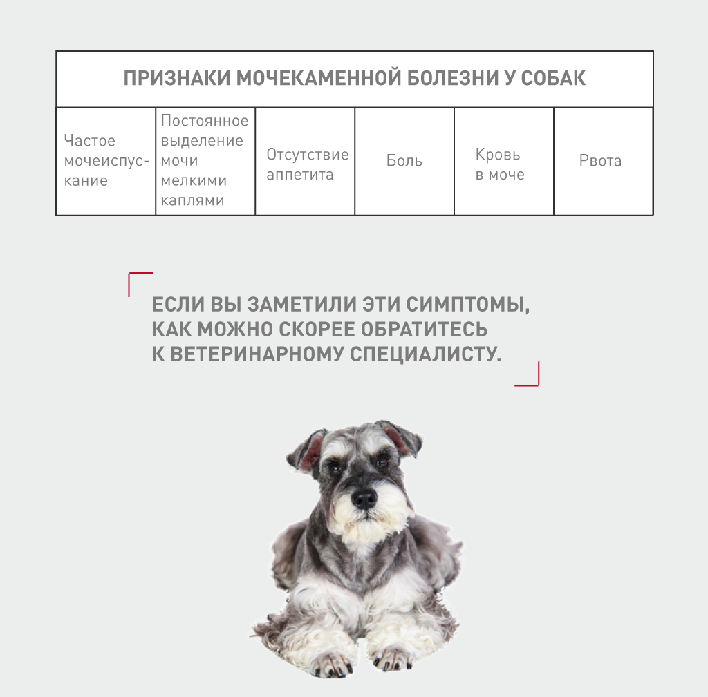 Цистит у собак: лечение, симптомы, причины, профилактика - zoosecrets