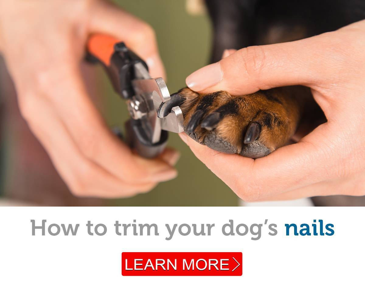 Как подстричь когти собаке в домашних условиях, видео