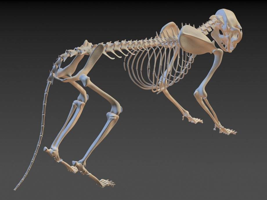 Скелет кошки: подробная анатомия: фото