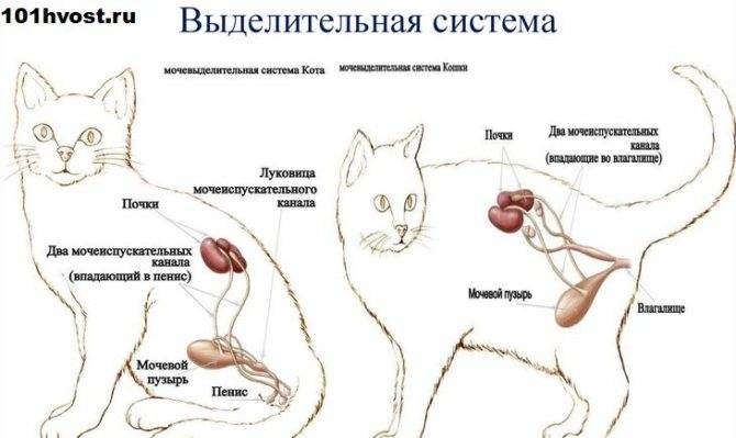 Мочевина в крови норма для котов