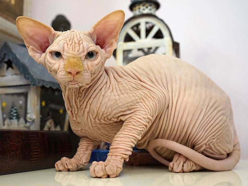 Сфинксы: особенности «инопланетных» кошек — domovod.guru
