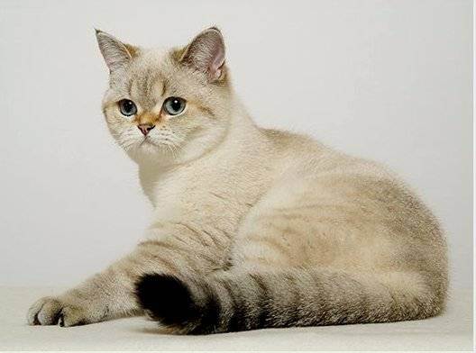 Британская короткошерстная кошка
