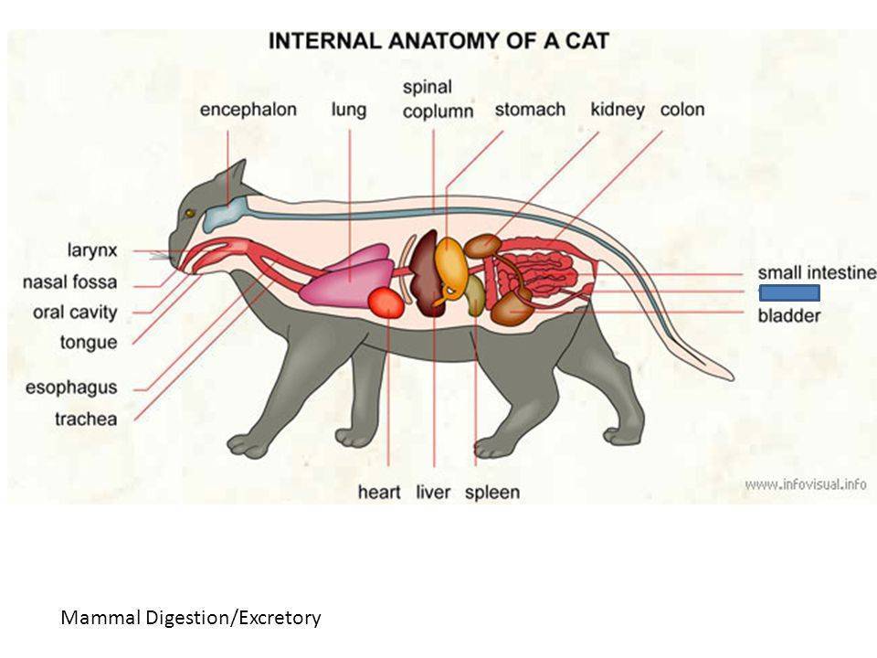 Электрокардиографическая диагностика у кошек
