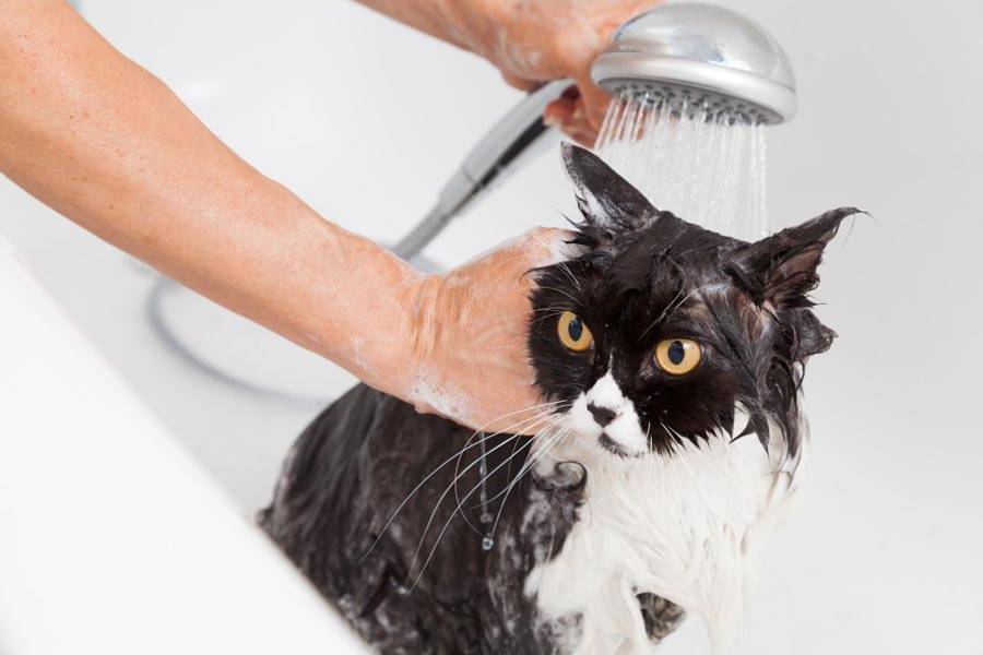 Можно ли мыть кота обычным шампунем? какие средства используют