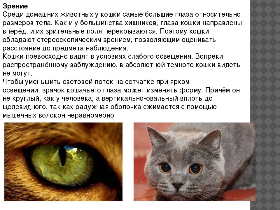 Как видят мир кошки: особенности зрения, различают ли цвета