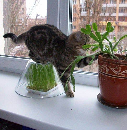 Трава для кошек, котов и котят: как выращивать и ухаживать дома
