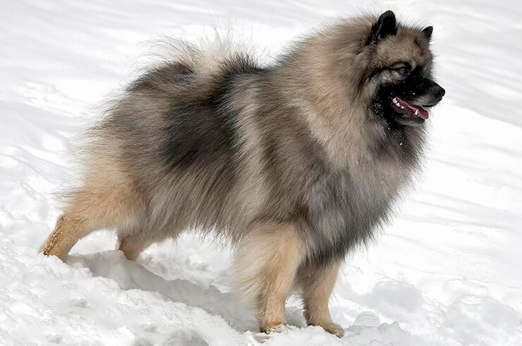 Кеесхонд (вольфшпиц): фото собак, описание стандарта породы, чем кормить кеесхонда