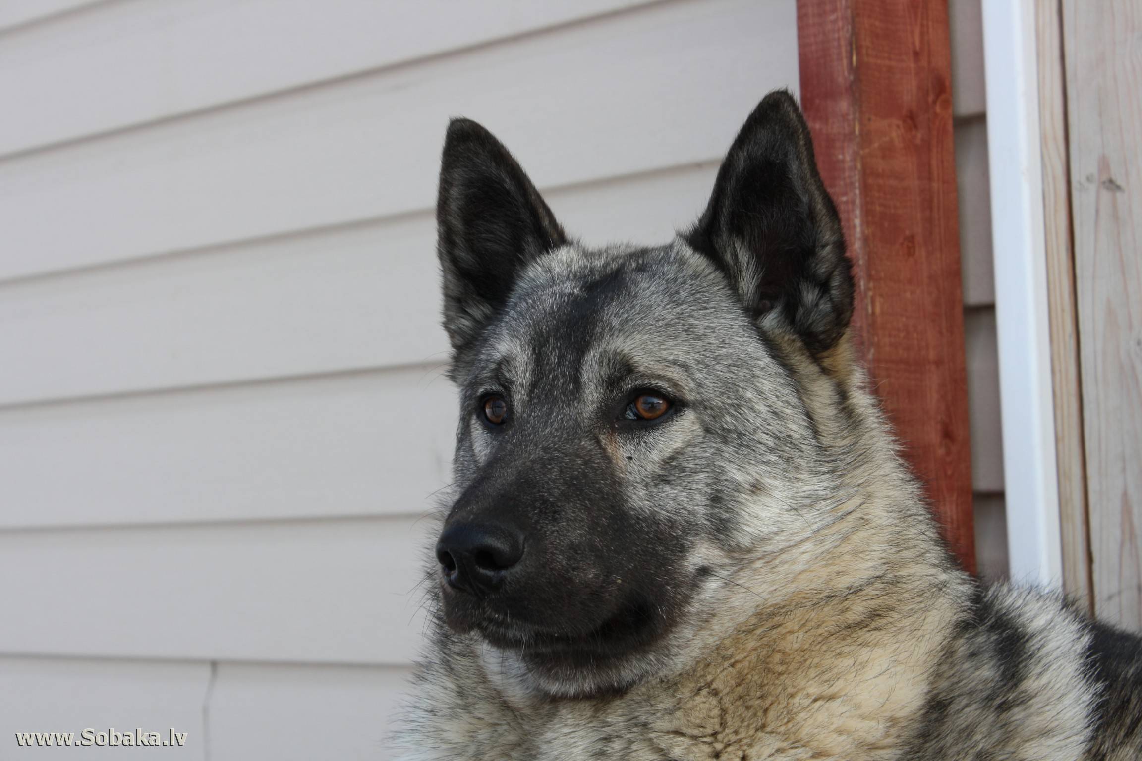 Характеристика собак породы норвежский элкхаунд с отзывами и фото