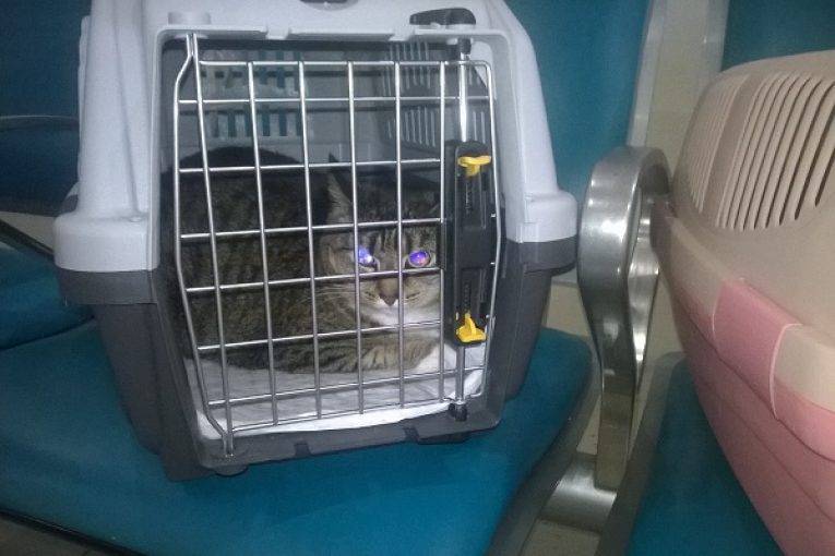 Как перевозить кошку в самолете по россии из личного опыта c s7