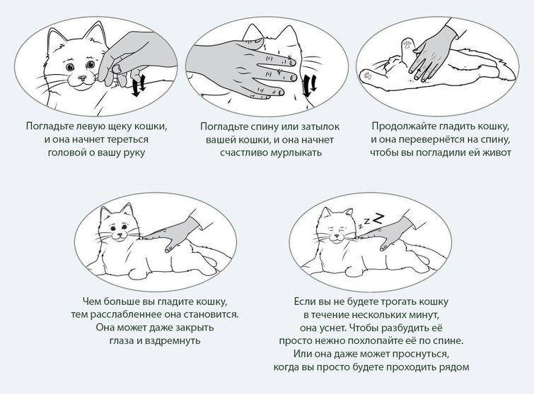 Почему кошки становятся агрессивными? причины и что с этим делать? ~ коточек