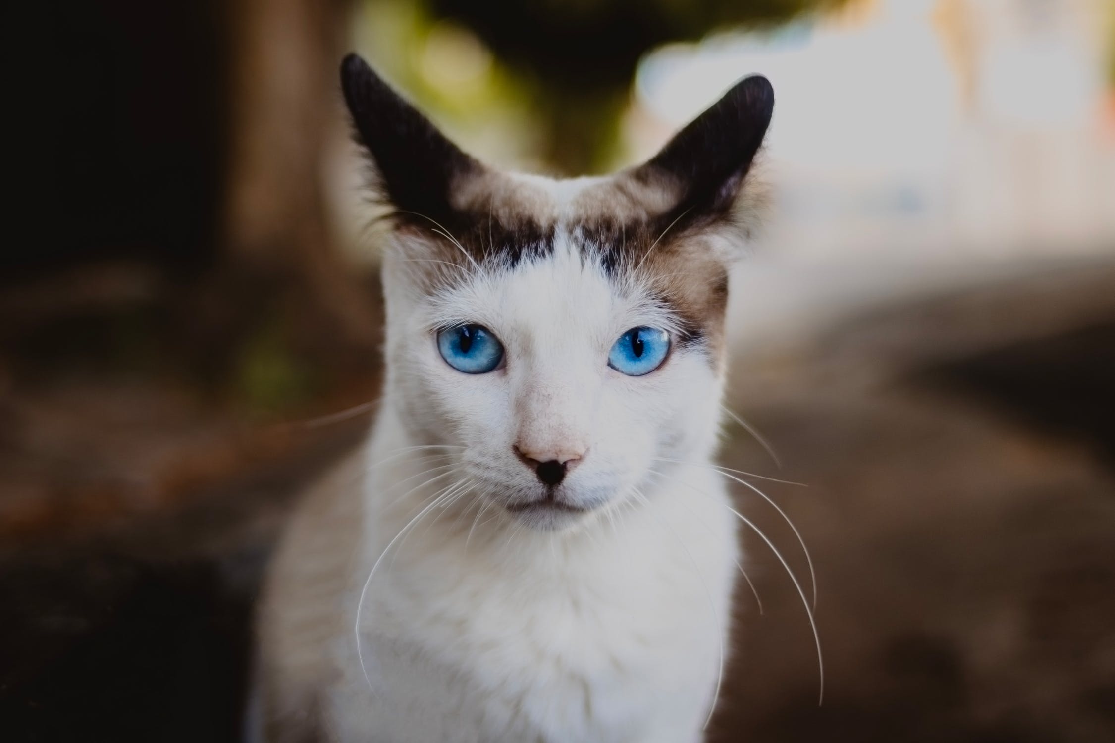 Охос азулес — описание пород котов