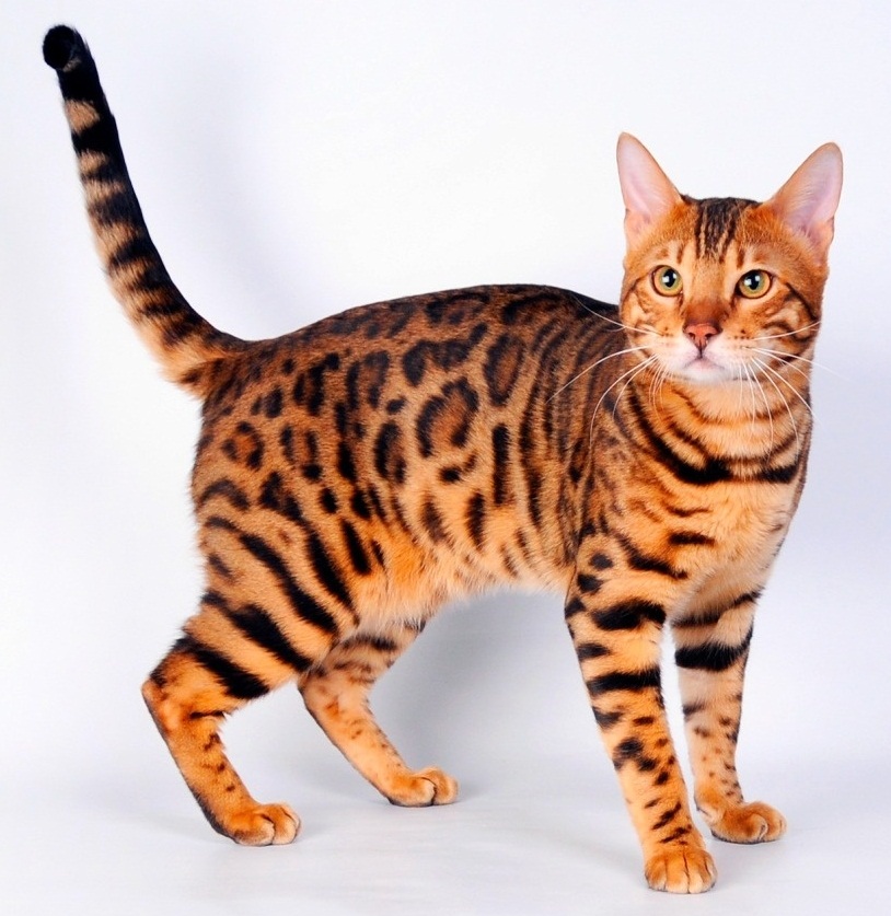 Тигровая кошка: фото, окрас, описание породы