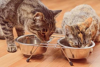 Правильное питание кошек — залог здоровья и долголетия пушистого питомца