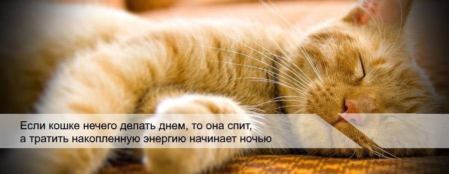 Как приучить кота спать с хозяином
как приучить кота спать с хозяином