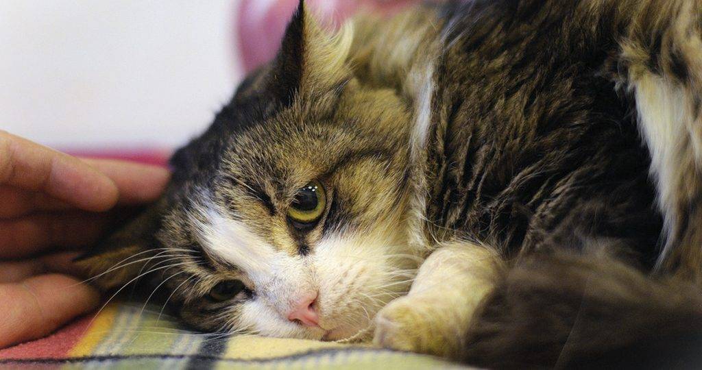 Простуда у кошек и котов: симптомы, лечение. чем лечить?