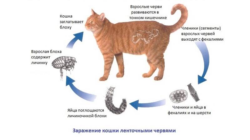 10 причин странного поведения кошки / асиенда.ру