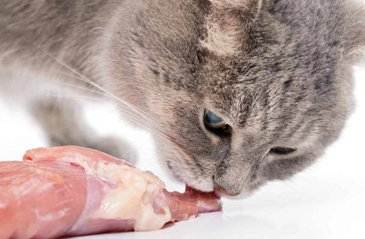 Можно ли кормить кошку рыбой и почему нельзя давать ее сырой - лапы и хвост