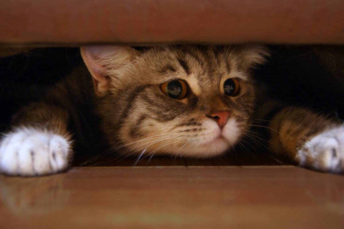 Почему кошка боится всего, пугается, прячется, что делать: причины слишком тревожного состояния кота
