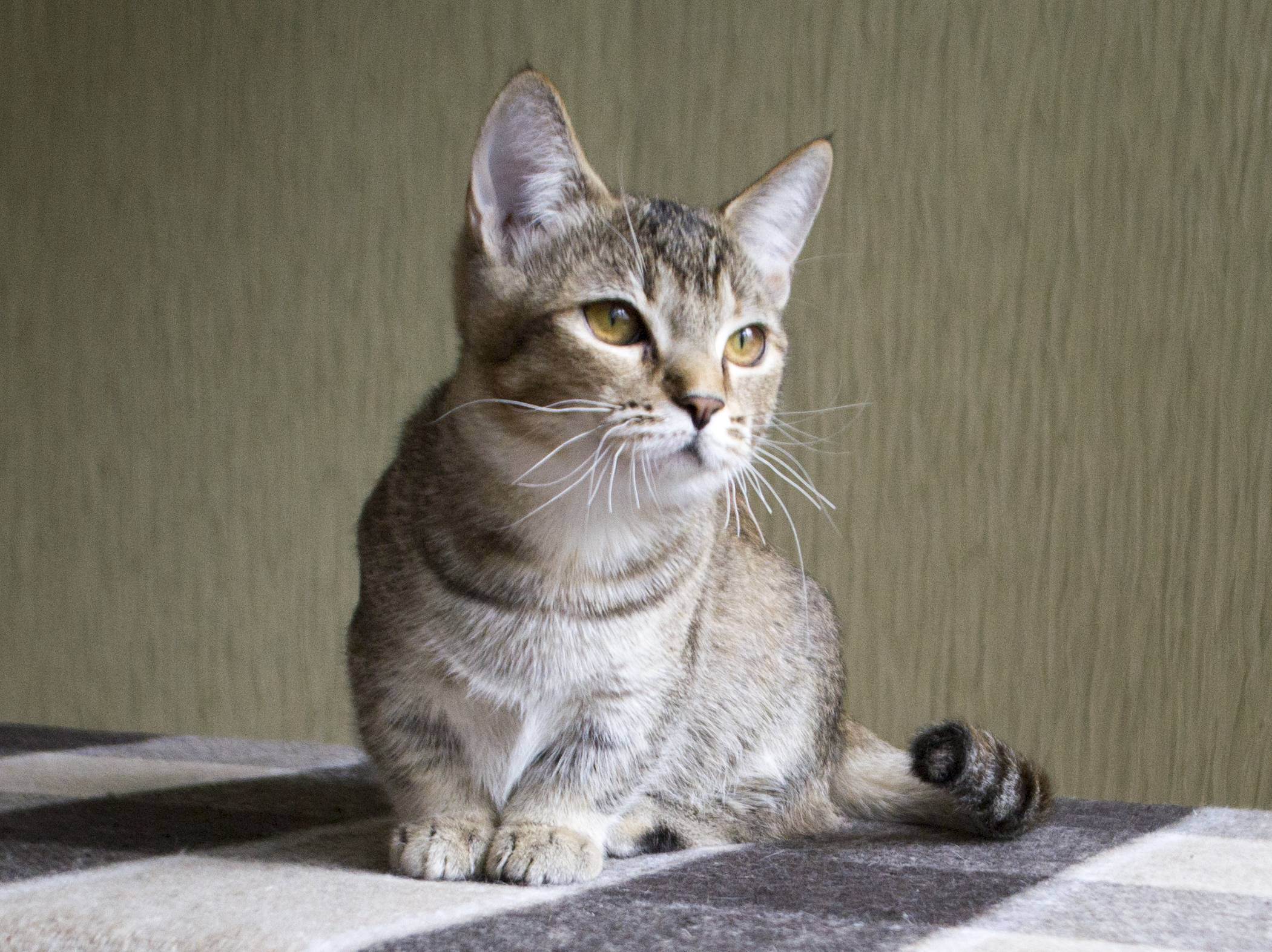 Энергетика кошки в доме: что приносят питомцы в жизнь своих хозяев?