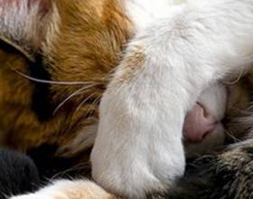 Почему кошки и коты во сне храпят: нормально ли это