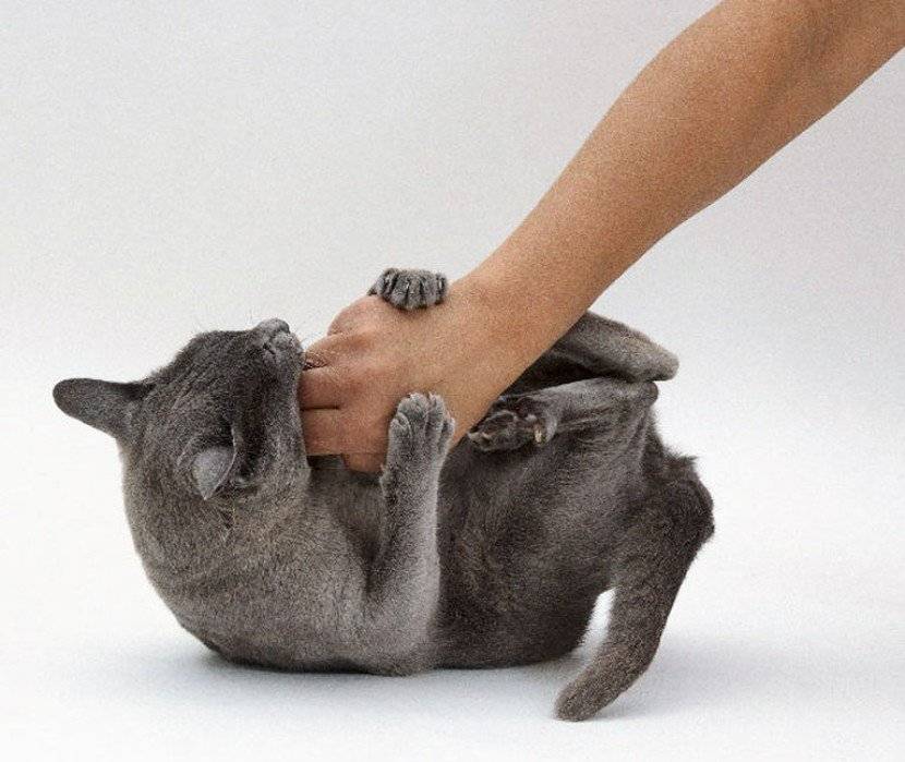 Как приучить домашнюю кошку к рукам. учим британского кота сидеть на руках: основные способы приручение дикой кошки