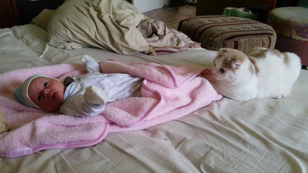 Кот и новорожденный ребенок в квартире